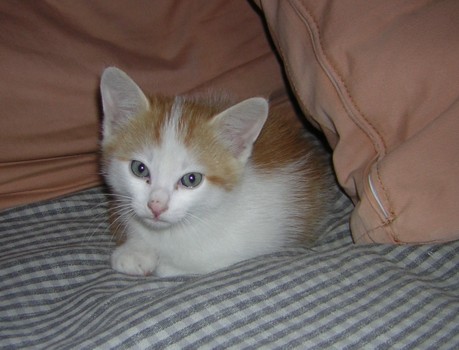 Descrizione: Descrizione: Descrizione: Descrizione: Descrizione: Descrizione: Descrizione: Descrizione: Descrizione: Otis